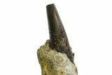 Serrated Tyrannosaur Tooth In Rock - Two Medicine Formation #145028-5